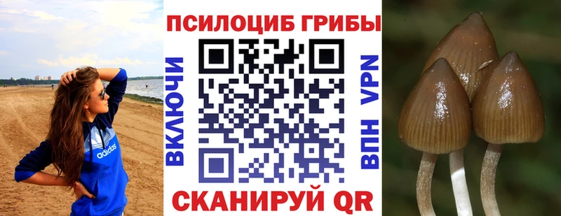 omg ТОР  сколько стоит  нарко площадка клад  Псилоцибиновые грибы MAGIC MUSHROOMS  Чернушка 