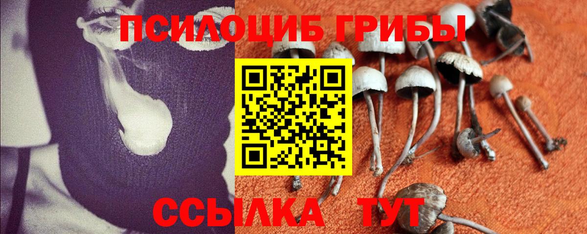 Псилоцибиновые грибы Psilocybe Чернушка